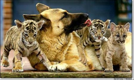 mes amis